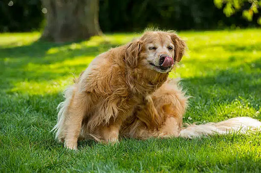 Essential UK Dog Holiday Checklist