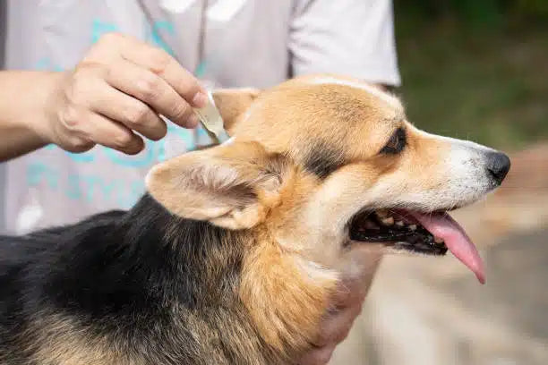 Dog flea treatment|