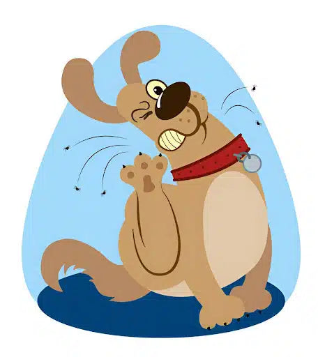 Flea and Tick Treatment|