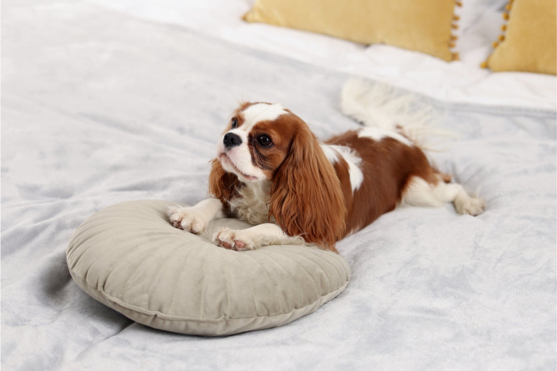 Can Fleas Live on Bedding?