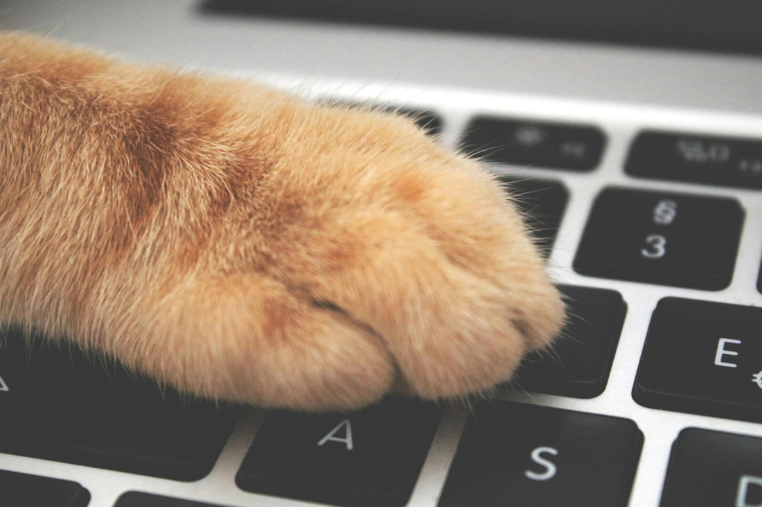 Cat Flea Treatment - Fleasolve UK