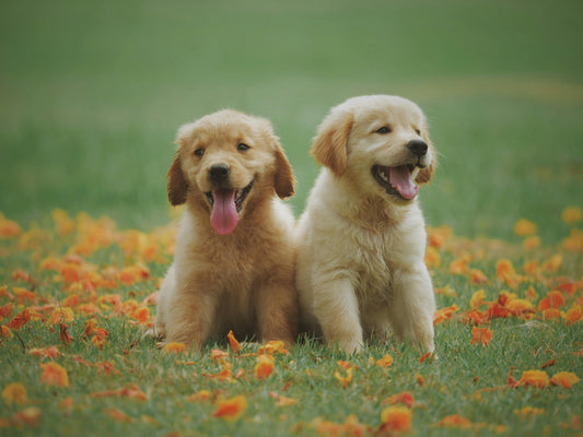Dog Flea Treatment - Fleasolve