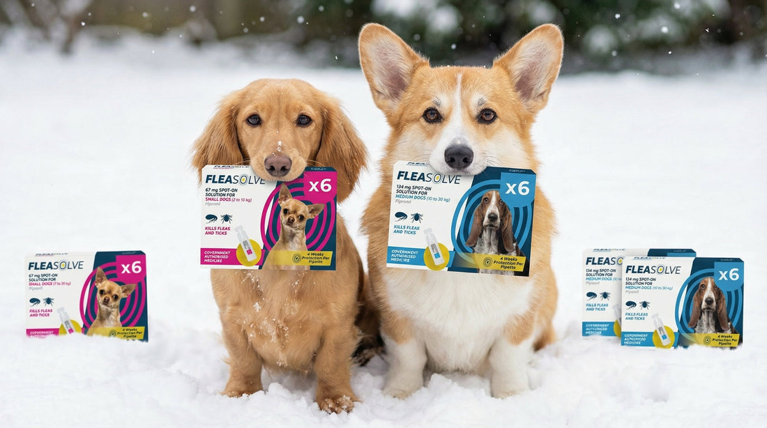 Best Flea Treatment for Dogs: Keeping Your Pup Flea-Free