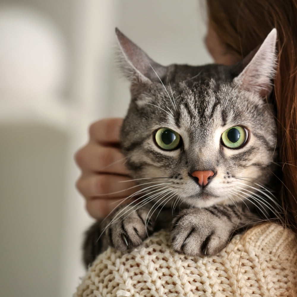 Do Indoor Cats Need Flea Treatment? Fleasolve Answers