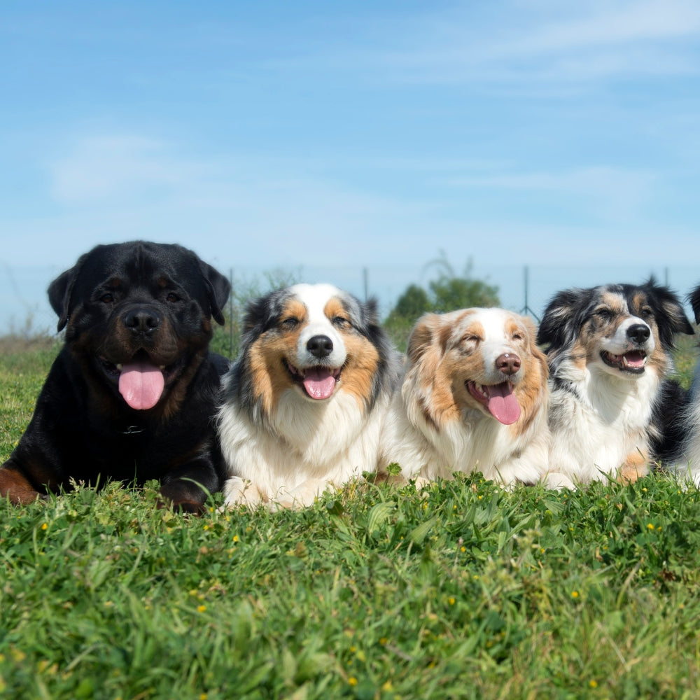 flea treatment for dogs