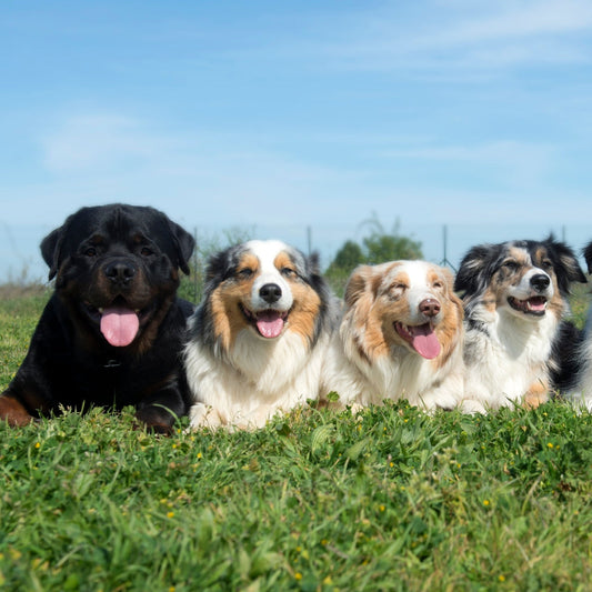 flea treatment for dogs