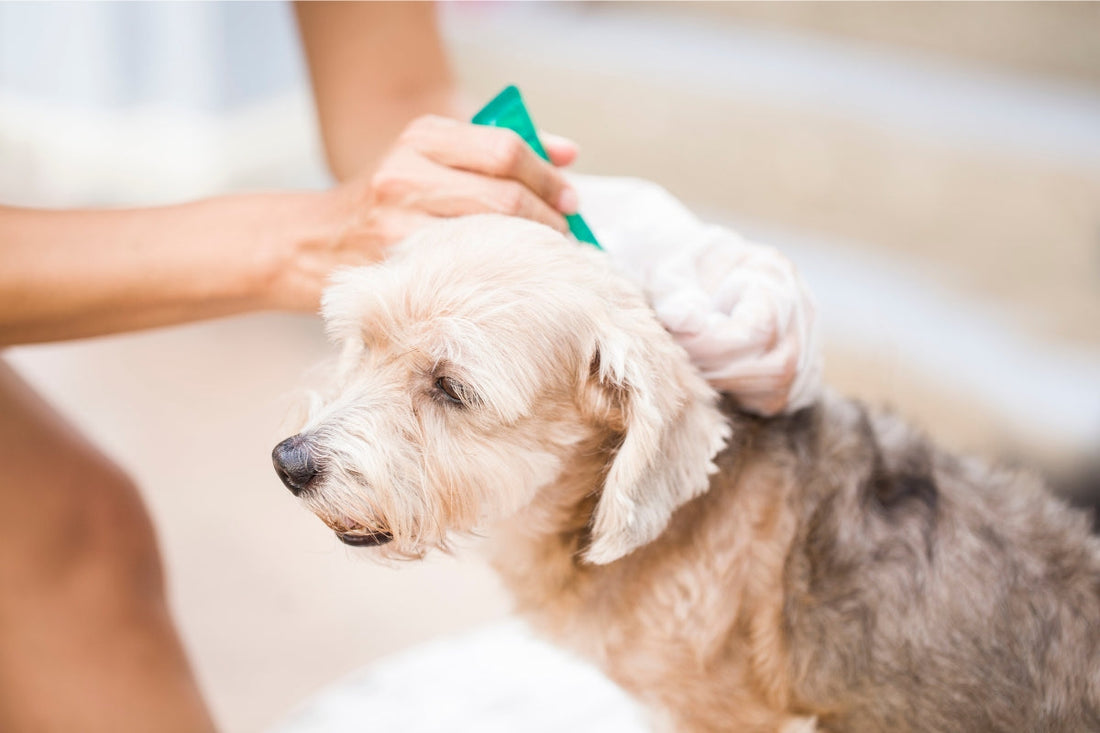Flea Treatment for a 25kg Dog