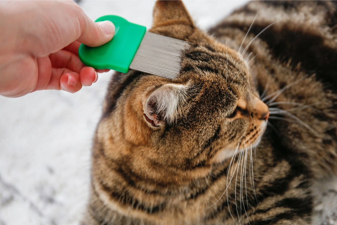 How Often Should You Apply Fleasolve Flea Treatment for Cats?