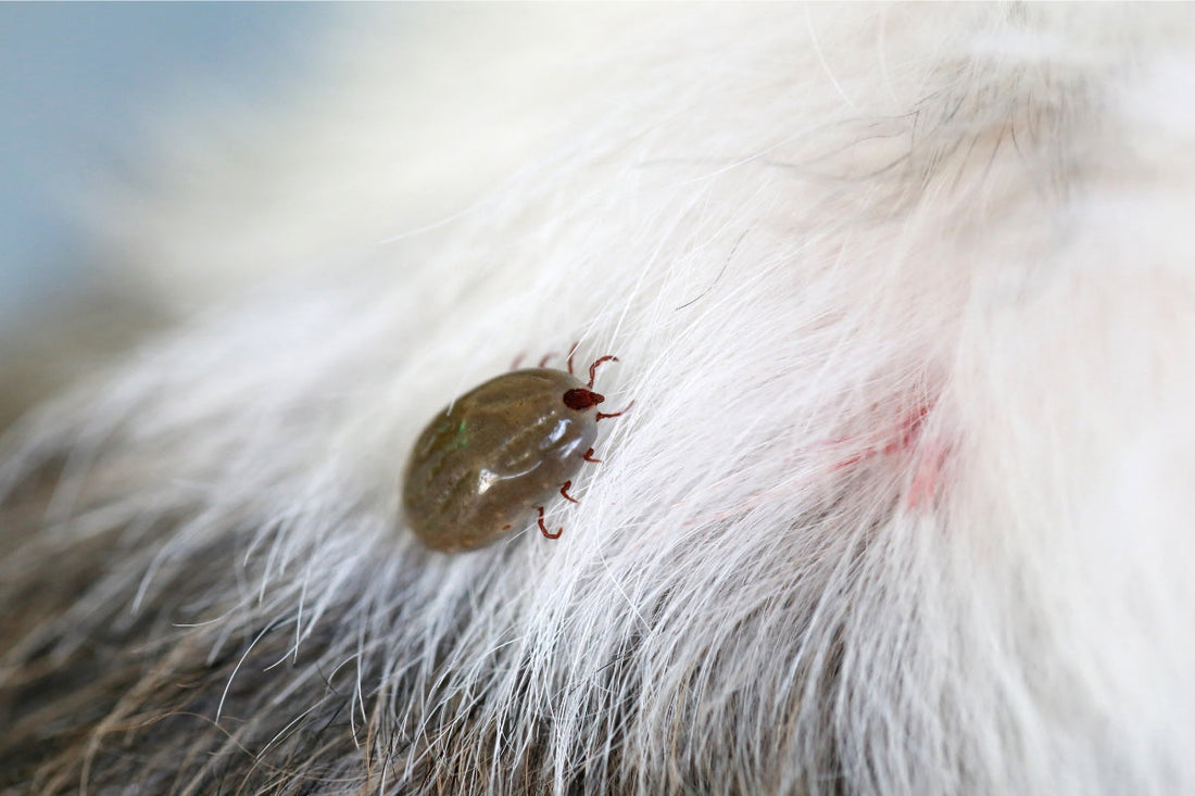 dog flea treatment