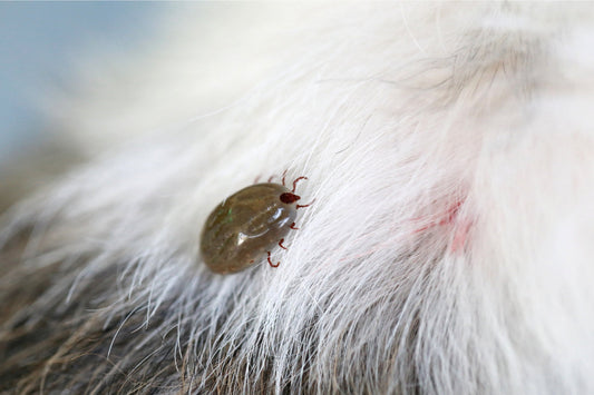 dog flea treatment