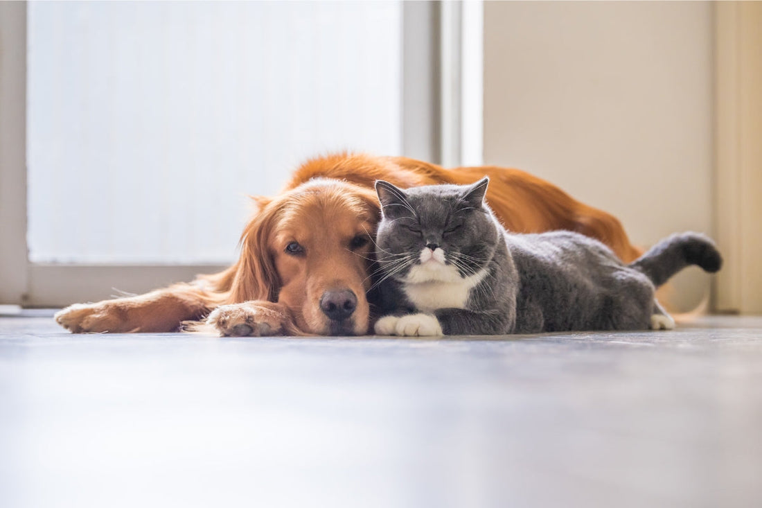 Can You Use Cat or Dog Flea Treatment on the Wrong Pet? Fleasolve Guide