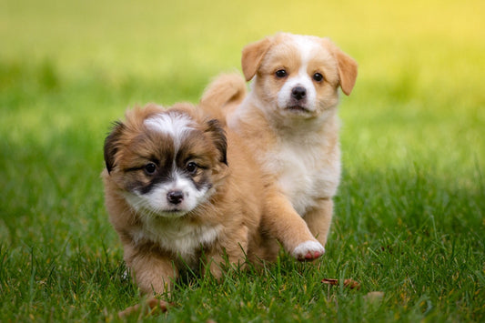 dog flea treatment