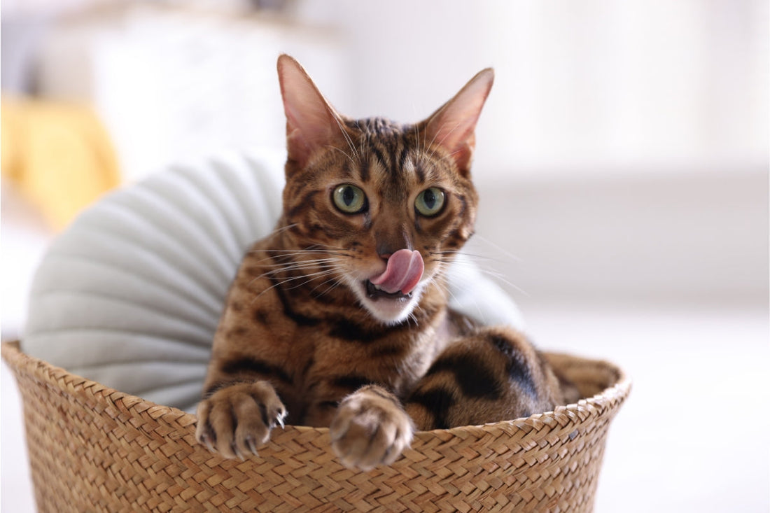 cat flea treatment