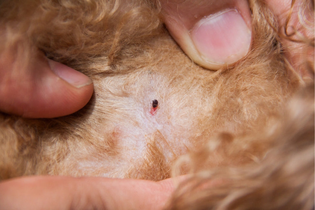 Can Pet Fleas Live on Human Hair?