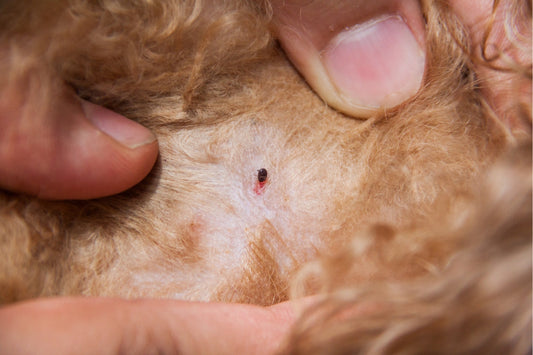 Can Pet Fleas Live on Human Hair?