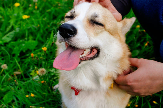 Flea Treatment for a 45kg Dog