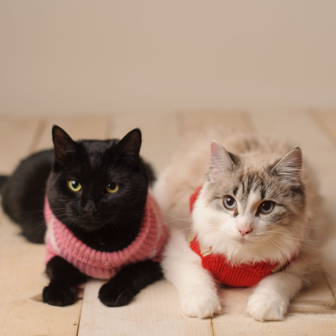 Can Fleas Live on Clothes?