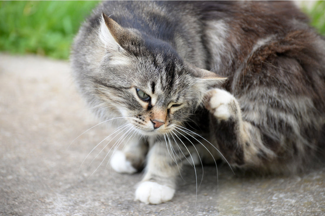 flea treatment for cats