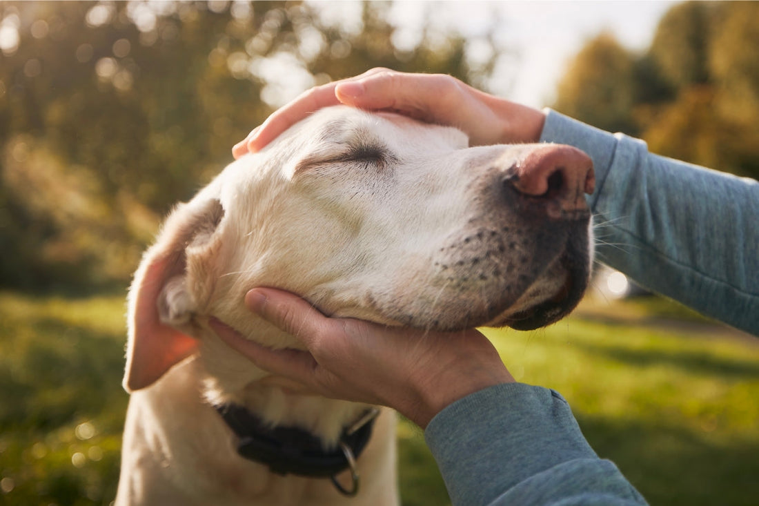 dog flea treatment