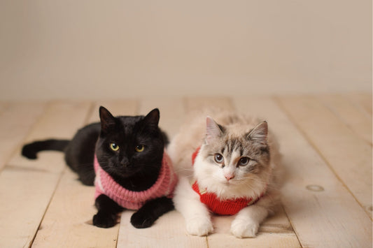 cat flea treatment