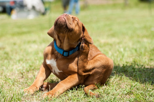 dog flea treatment
