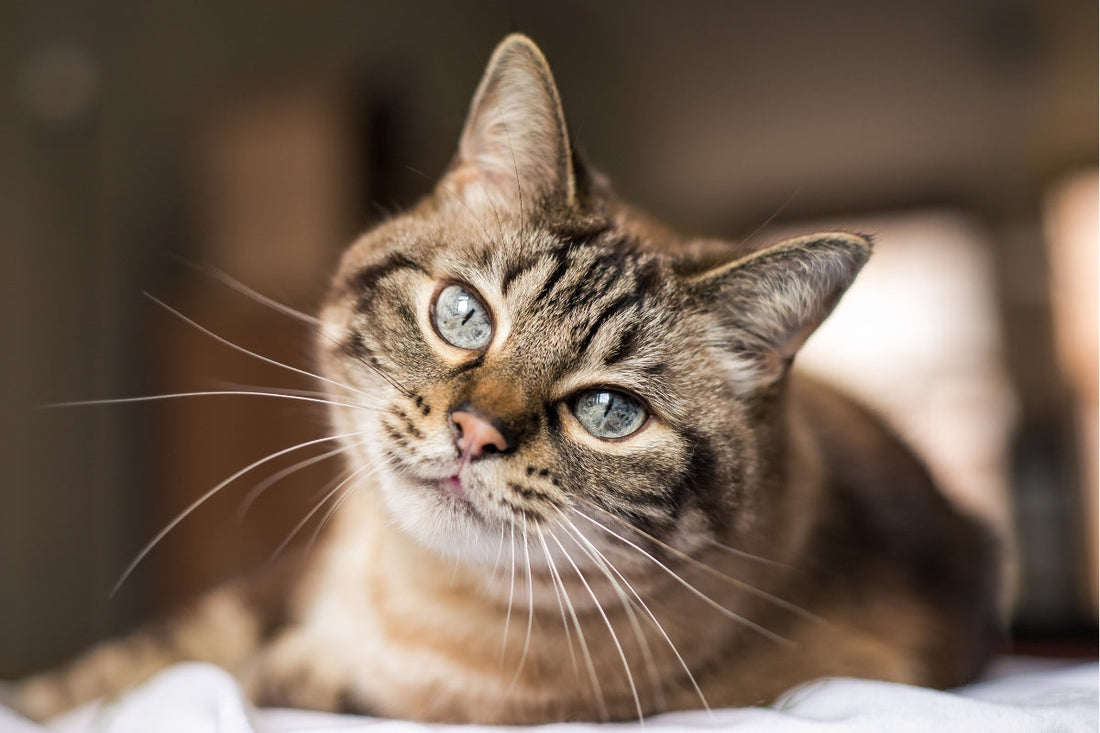 flea treatment for cats