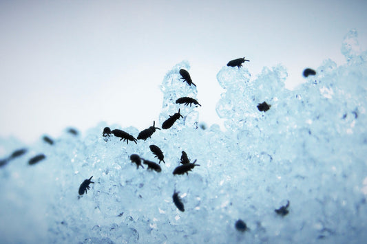 spot-on flea treatment