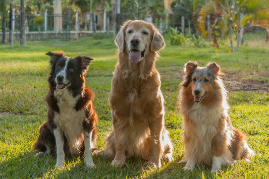 flea treatment for dogs