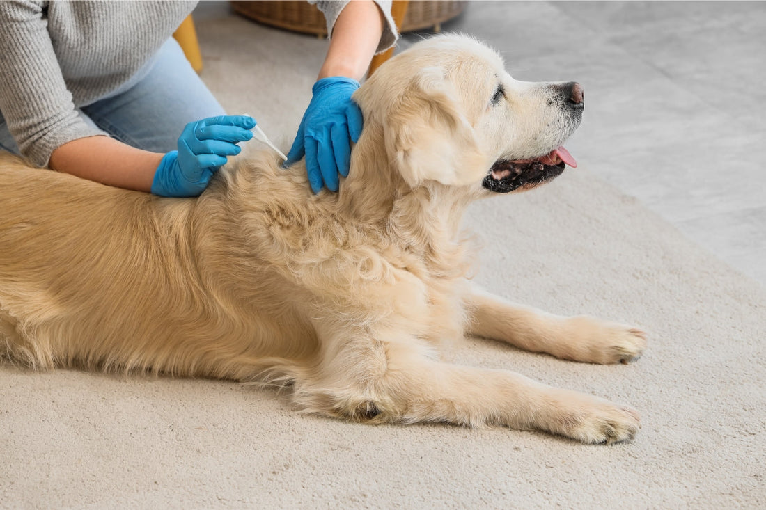 dog flea treatment