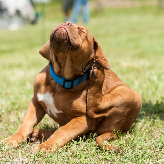 What Do Fleas Look Like?