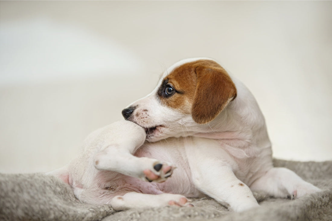 dog flea treatment