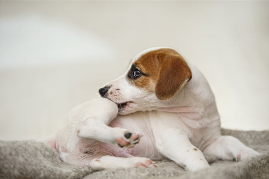 dog flea treatment