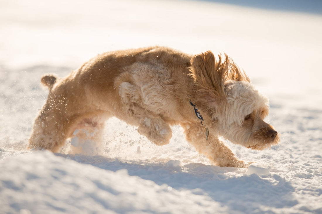Seasonal Flea Prevention for Dogs: What UK Owners Need to Know