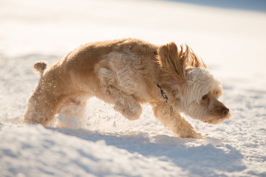 Seasonal Flea Prevention for Dogs: What UK Owners Need to Know