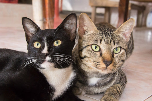 cat flea treatment