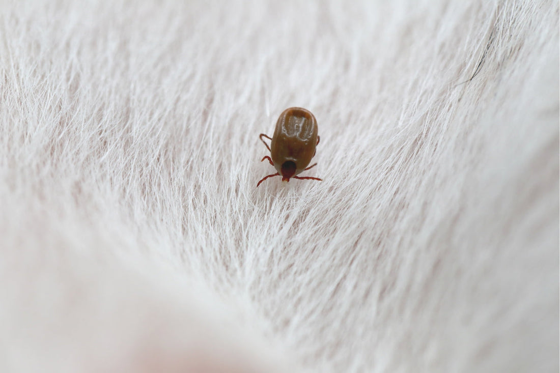 flea treatment for dogs