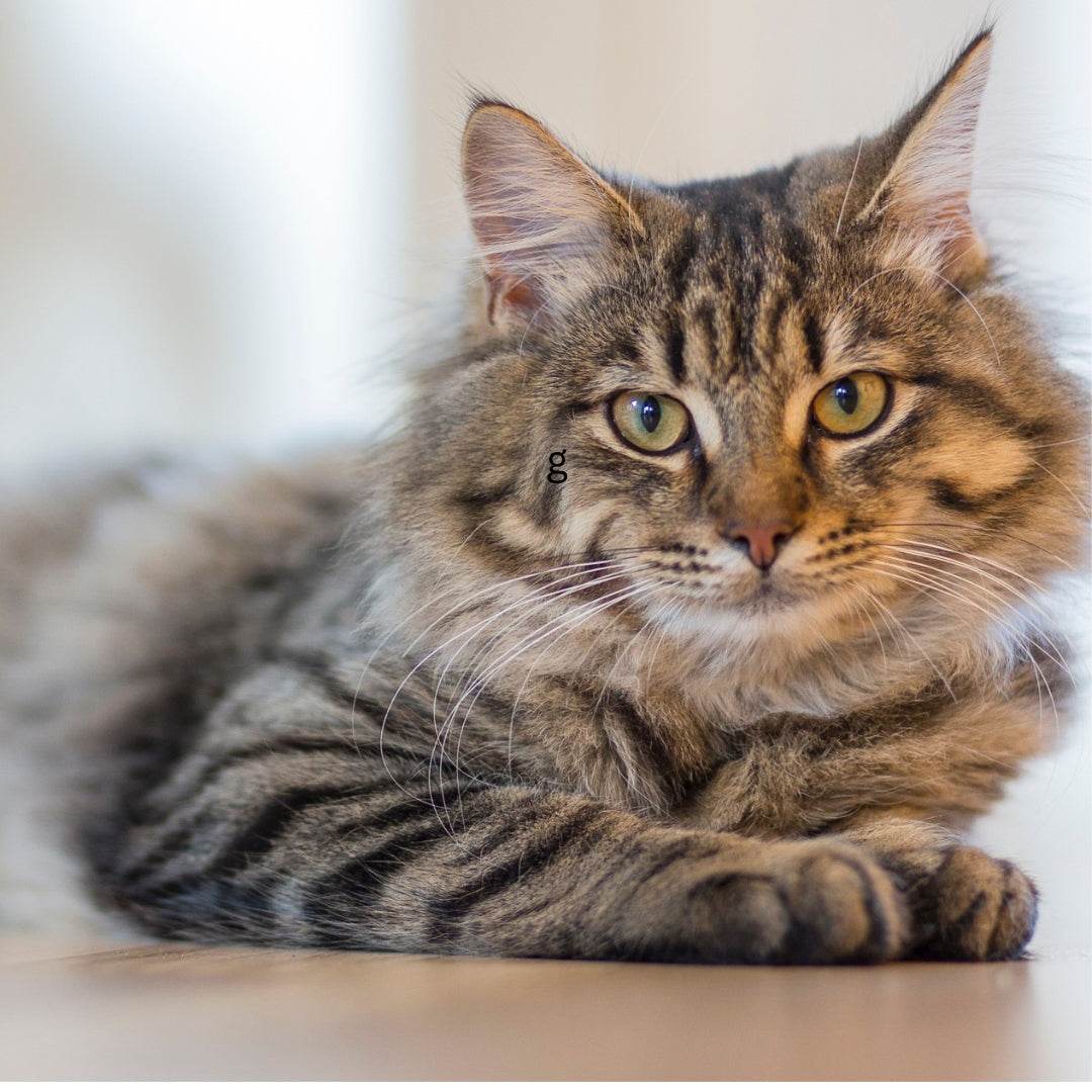 Do Flea Eggs Fall Off Cats After Treatment? Explained