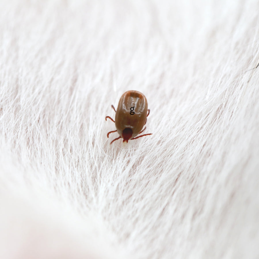 Fleasolve: Your Solution to Fleas & Ticks.