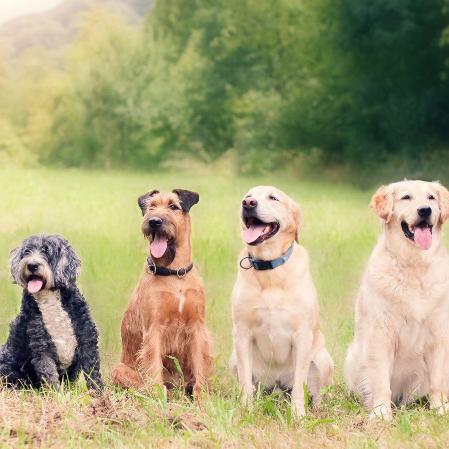 When to Start Flea and Tick Prevention for Dogs
