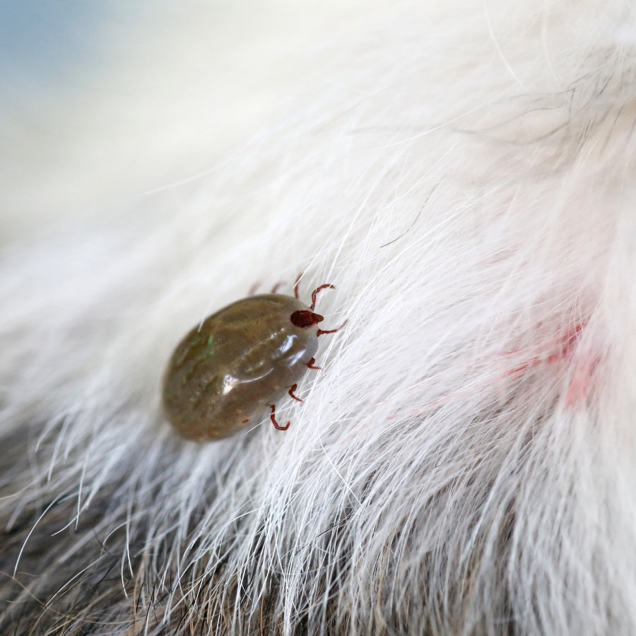 What Are Ticks? Understanding These Pesky Parasites