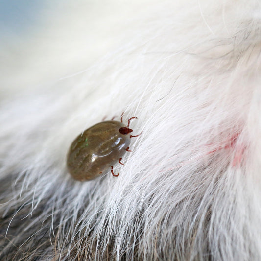 What Are Ticks? Understanding These Pesky Parasites