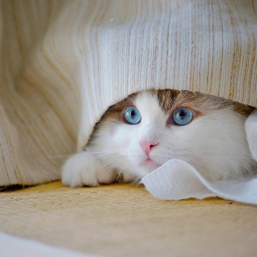 When Do Fleas and Ticks Come Out?