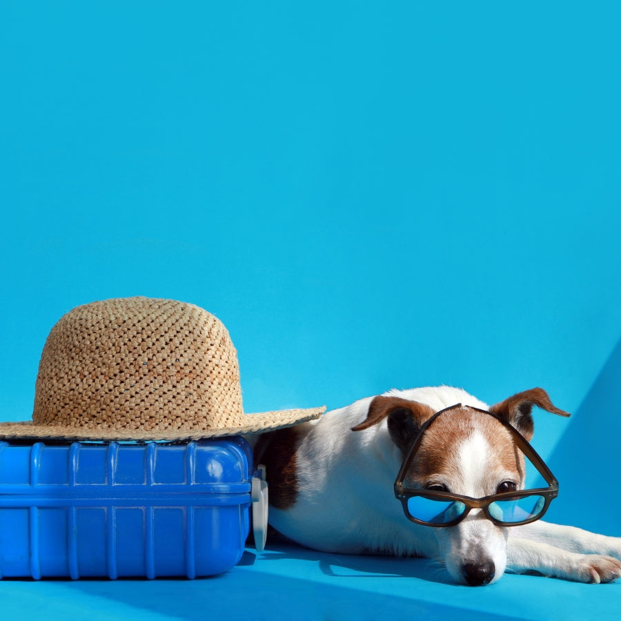 The Ultimate UK Dog-Friendly Holiday Checklist: Flea & Tick Edition