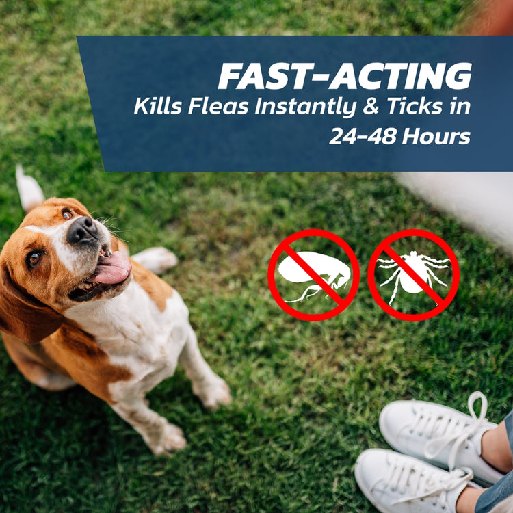 Medium Dog Flea Treatment