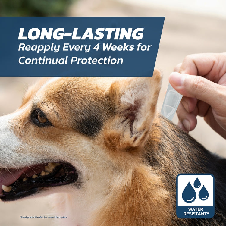 Small Dog Flea Treatment