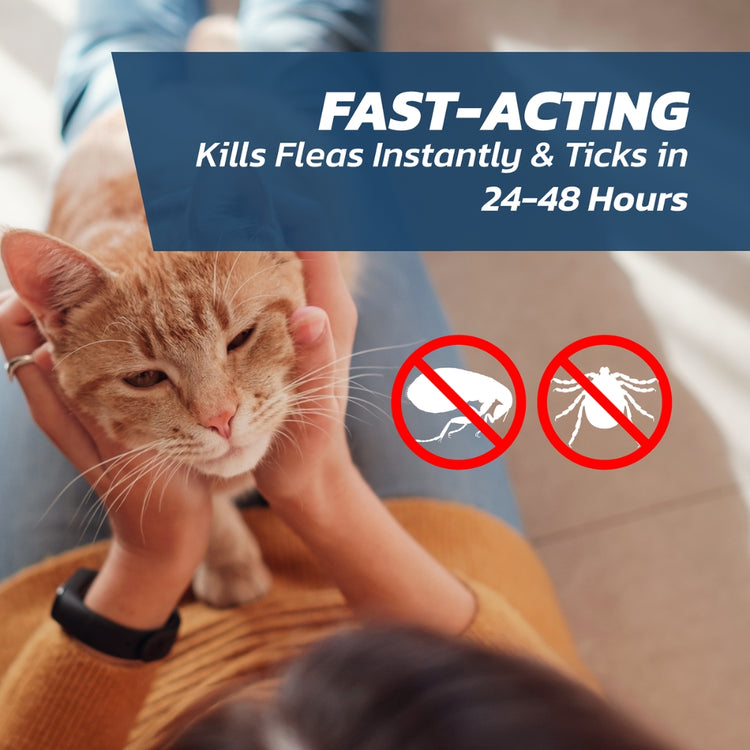 Cat Flea Treatment