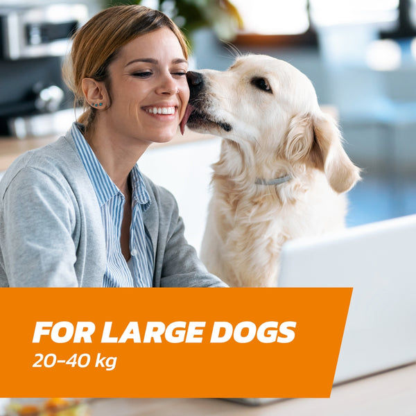 Large Dog Flea Treatment