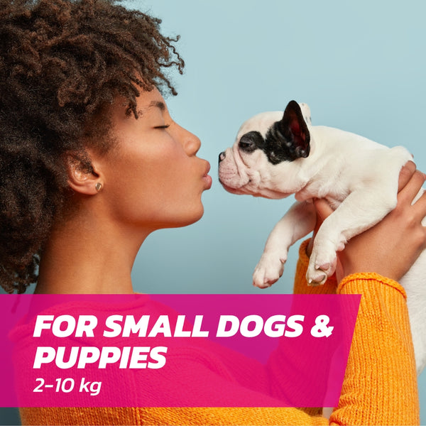 Small Dog Flea Treatment